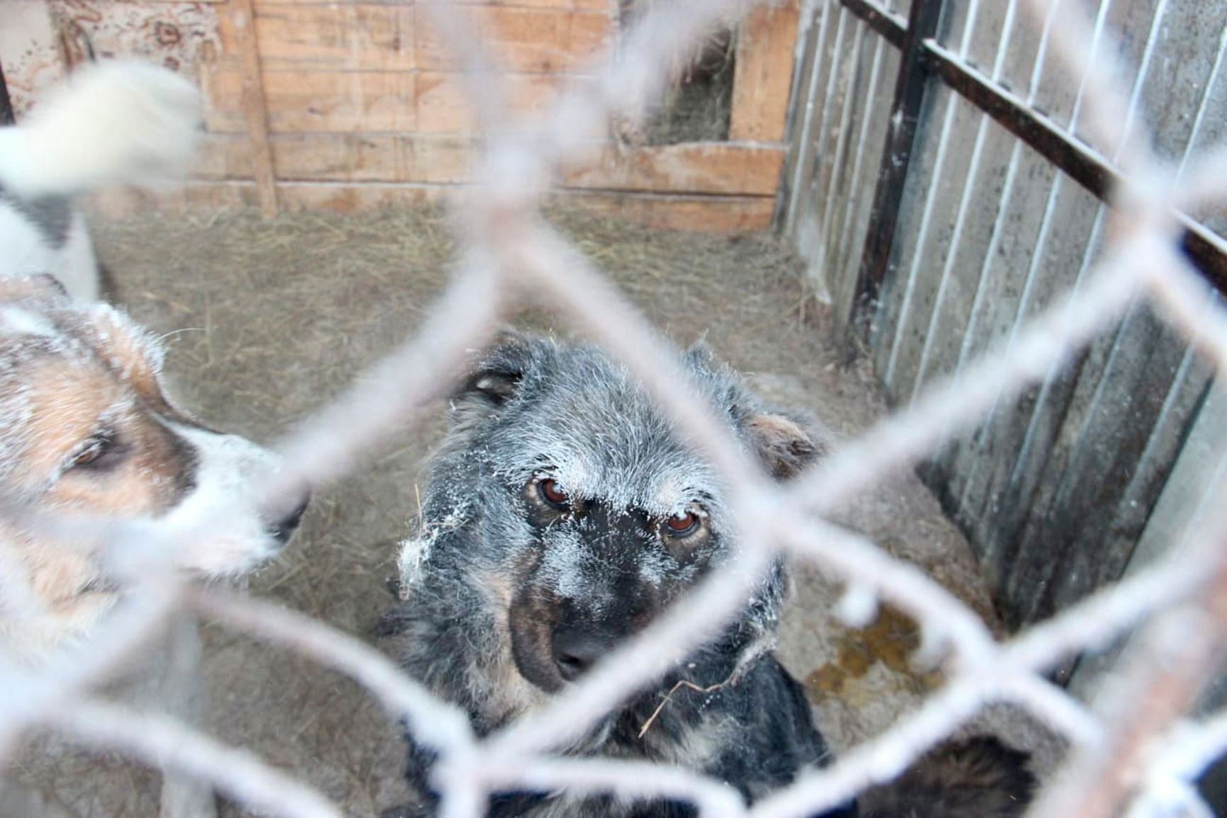 Frost-covered dogs in Yakutsk